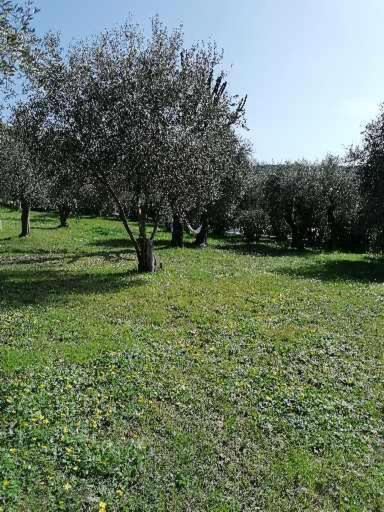Studio Au Milieu D Une Oliveraie Le Mas De La Huppe توريتس سور لوب المظهر الخارجي الصورة